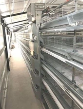 3 Tiers 4 Tiers H Type Layer Cage