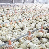 Broiler Pan Feeding