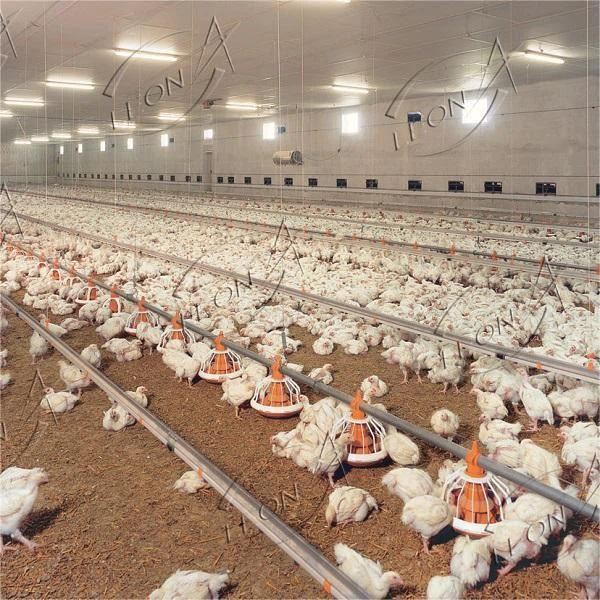 broiler floor raising