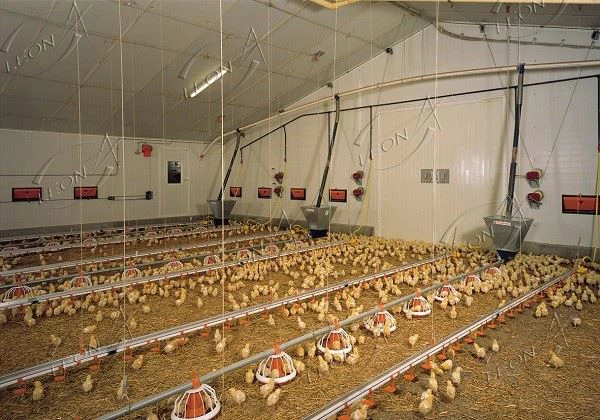Full Automatic Broiler Pan Feeding System Poultry Equipment Price Full Automatic Broiler Pan Feeding System Poultry Equipment Price