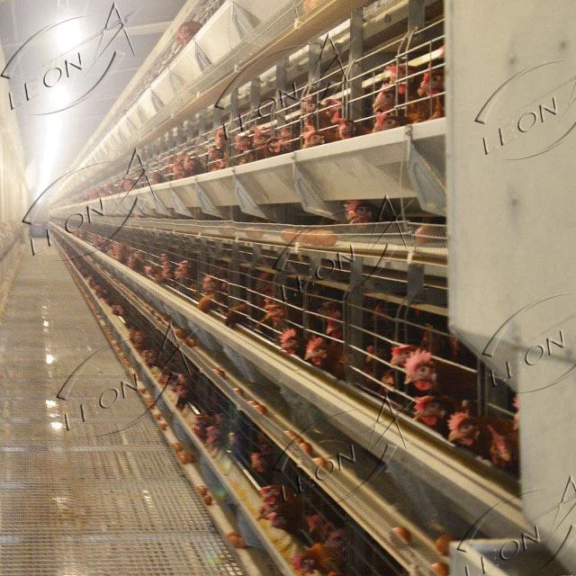 Poultry Cages Equipment Layer Cage System(NEW) Poultry Cages Equipment Layer Cage System(NEW)