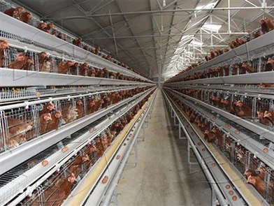 A Type Layer Chicken Battery Cage System