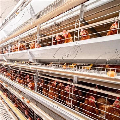 Automatic H Type Layer Chicken Cage Poultry Farming