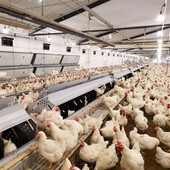 Breeder House Poultry Equipment