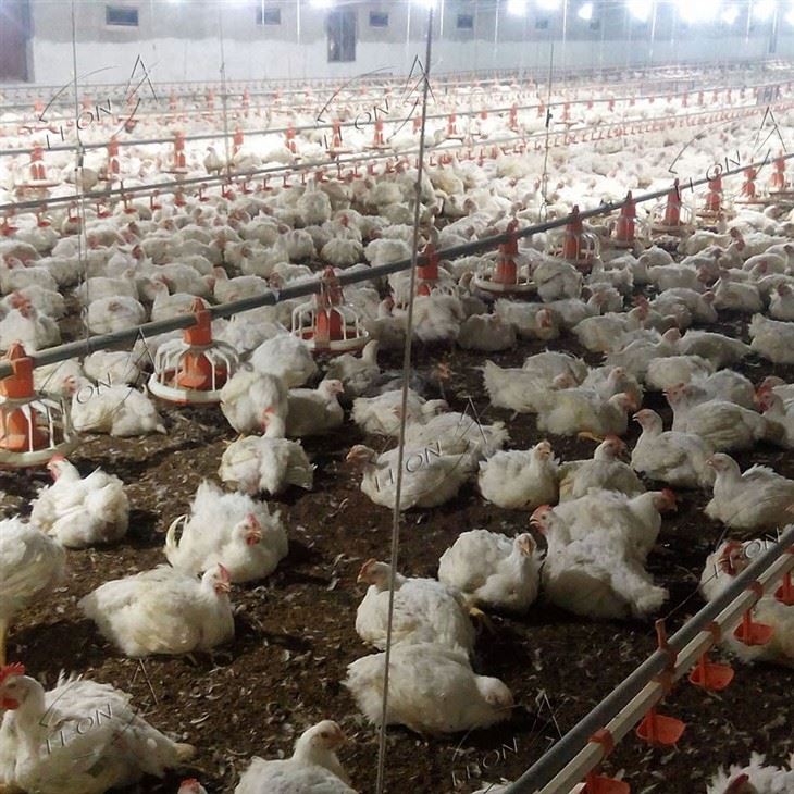 Full-automatic Intelligent Broiler Floor Rearing System suppliers