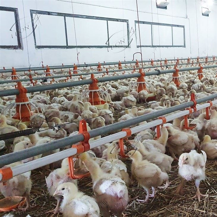 Full-automatic Intelligent Broiler Floor Rearing System factory