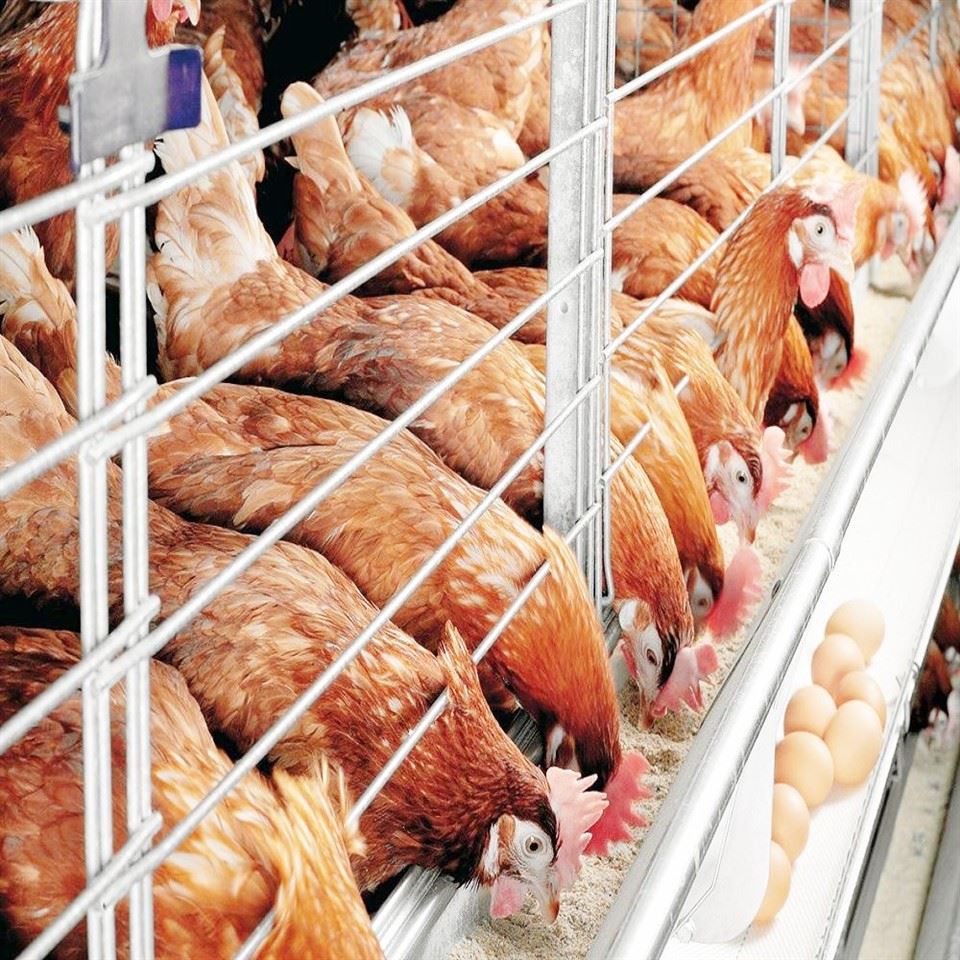 Zero Feed Waste, Maximize Egg Yield: LEON H-Type Layer Cage System high quality Zero Feed Waste, Maximize Egg Yield: LEON H-Type Layer Cage System high quality