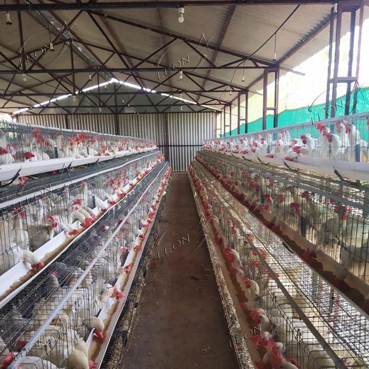 A Type Layer Cage System A Type Layer Cage System