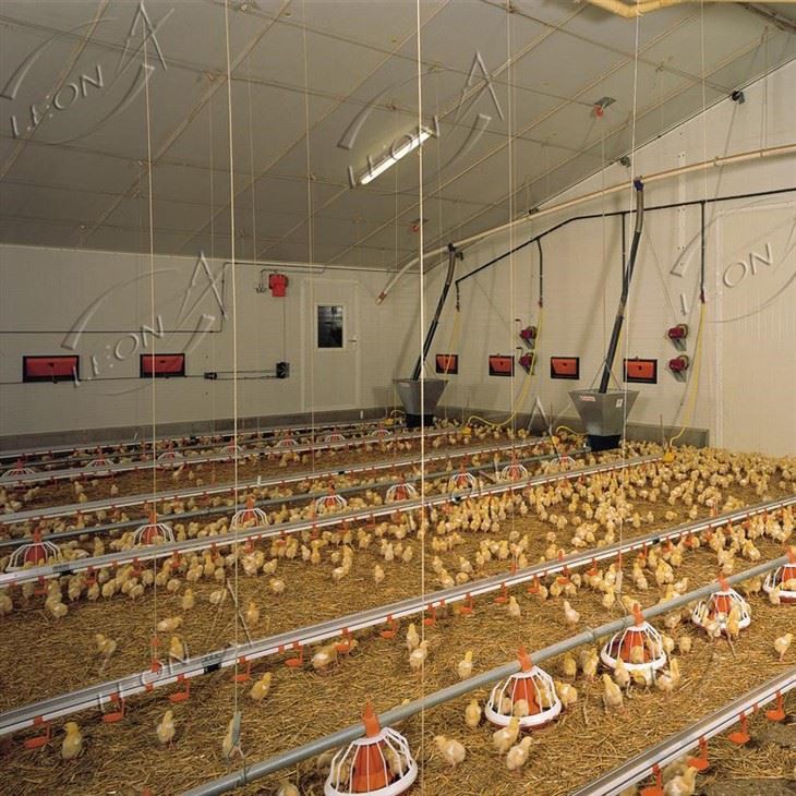 Automatic Broiler Ground Rearing System For Commercial Poultry Farming
