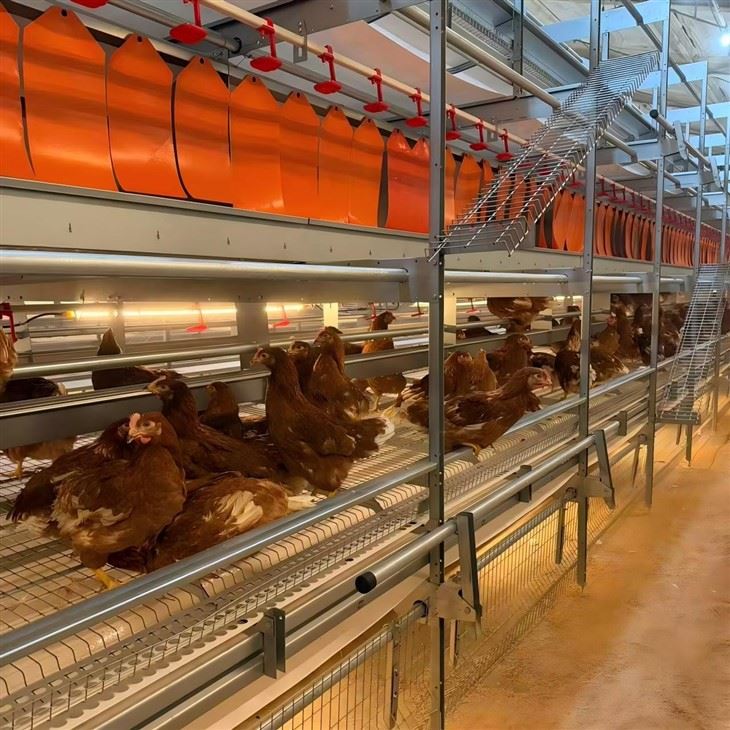 Automatic Laying Hen Aviary System factory