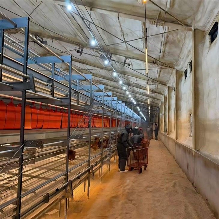 Automatic Laying Hen Aviary System best