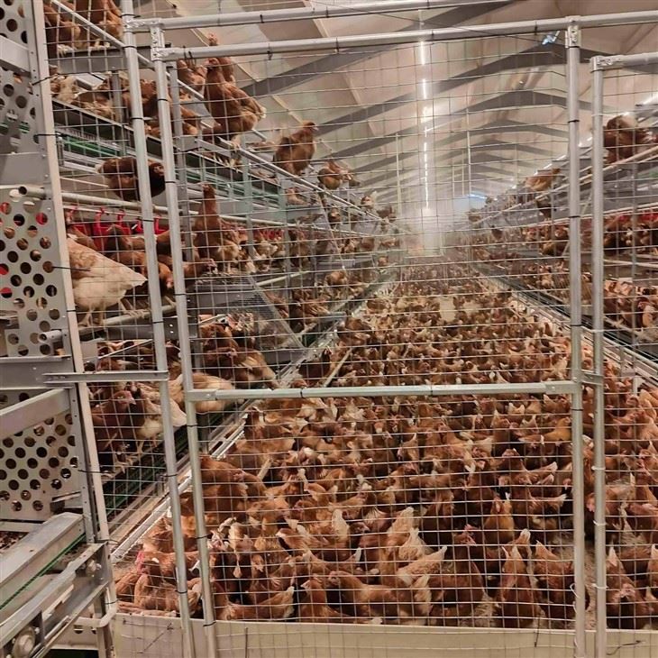 Automatic Laying Hen Aviary System suppliers