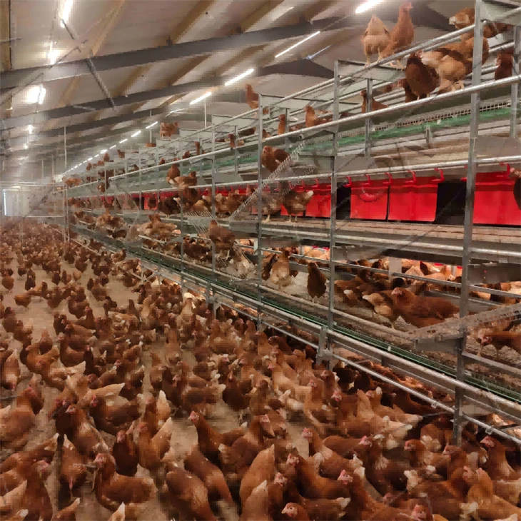 Automatic Laying Hen Aviary System high quality