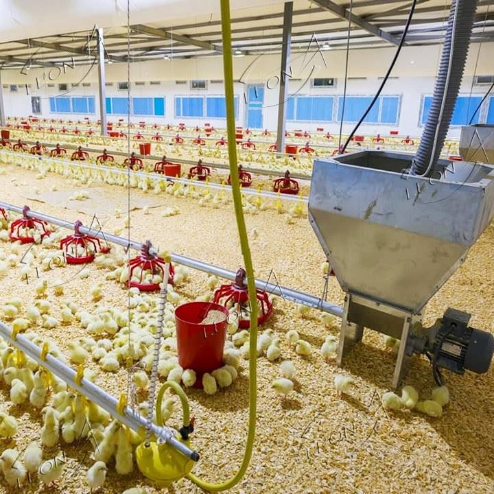 Broiler Intelligent Ground Rearing System Equipment high quality