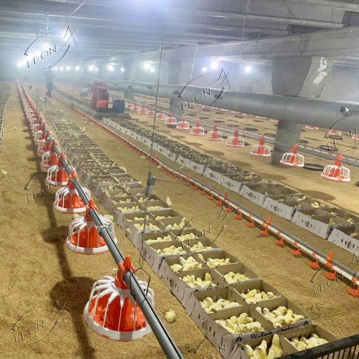 Broiler Intelligent Ground Rearing System Equipment
