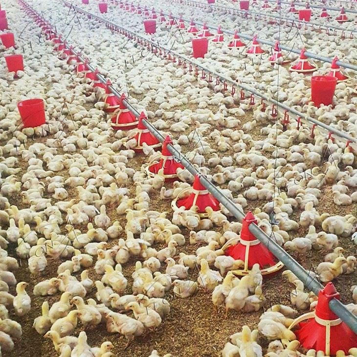Broiler Intelligent Ground Rearing System Equipment best