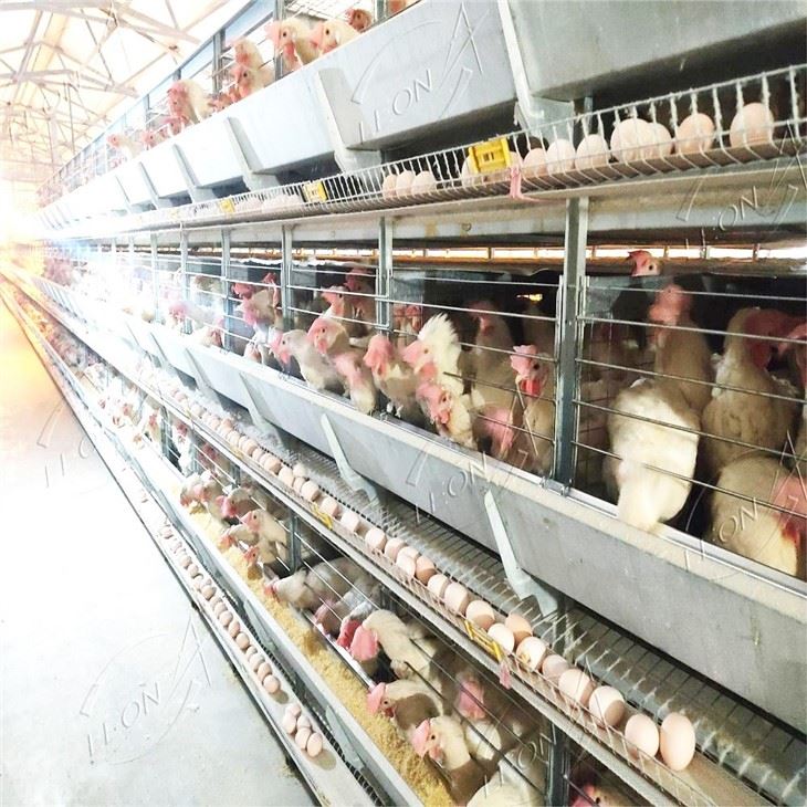 Building The Ultimate Egg Factory: LEON H-Type Automated Layer Cage System best Building The Ultimate Egg Factory: LEON H-Type Automated Layer Cage System best