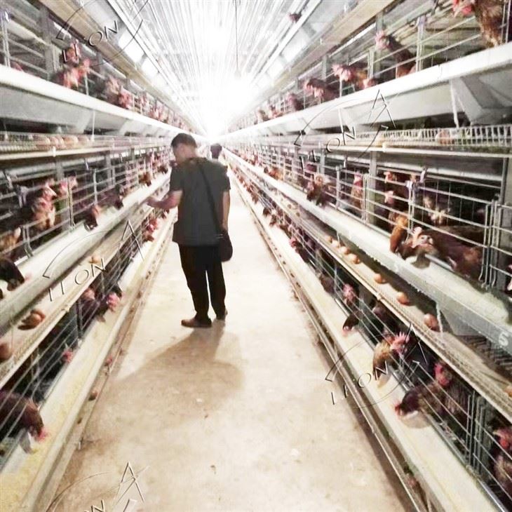 Building The Ultimate Egg Factory: LEON Intelligent H-Type Automated Layer Cage System price Building The Ultimate Egg Factory: LEON Intelligent H-Type Automated Layer Cage System price