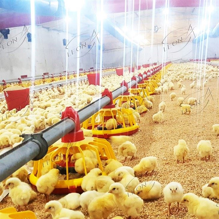 Full-automatic Intelligent Broiler Floor Rearing System price
