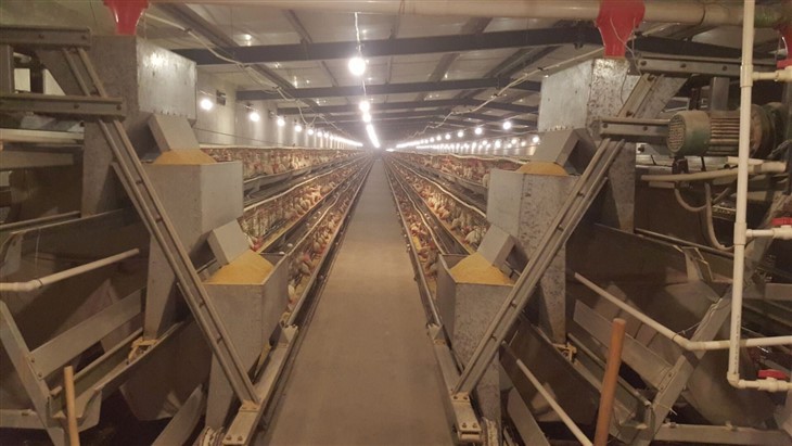 Atype cage system