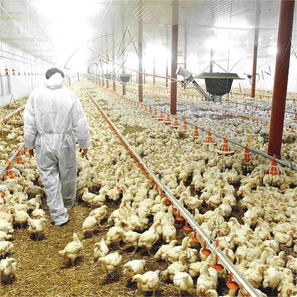 Chicken Broiler Floor Raising System Farm