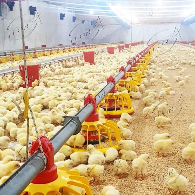 Locking in Maximum FCR: LEON Automated Feeding Broiler Ground System
