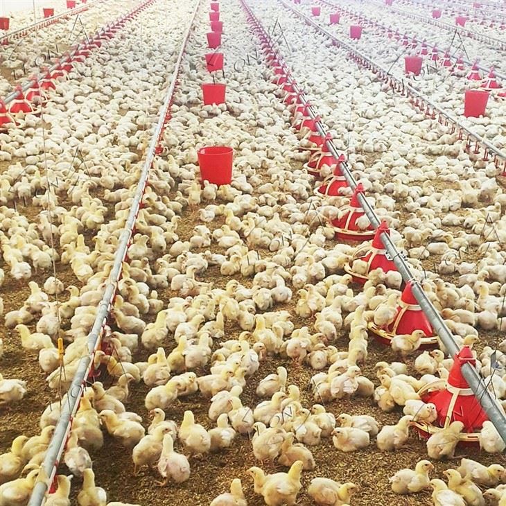Locking in Maximum FCR: LEON Automated Feeding Broiler Ground System