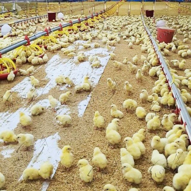 Locking in Maximum FCR: LEON Automated Feeding Broiler Ground System