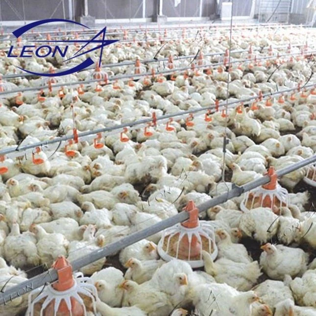 Elevating Commercial Broiler Production: LEON Advanced Broiler Ground Raising System suppliers