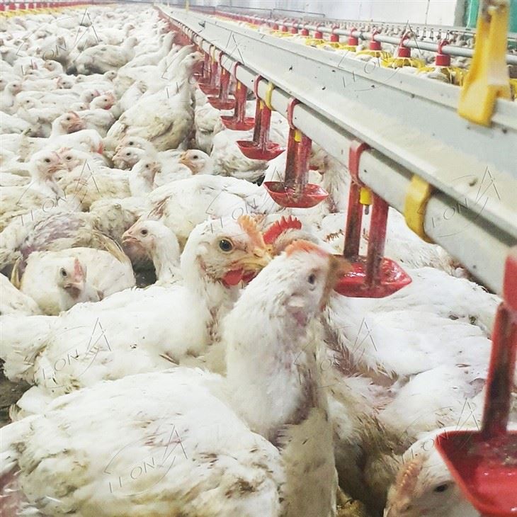 Full-automatic Intelligent Broiler Floor Rearing System high quality