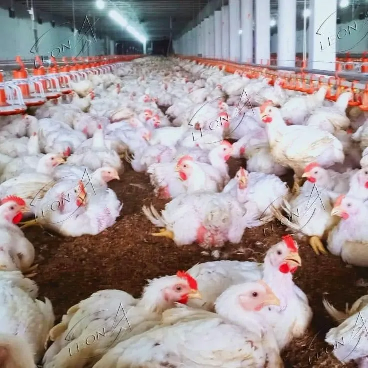 Fast Growth, Premium Yield: LEON Automatic Broiler Ground Raising Solution best Fast Growth, Premium Yield: LEON Automatic Broiler Ground Raising Solution best