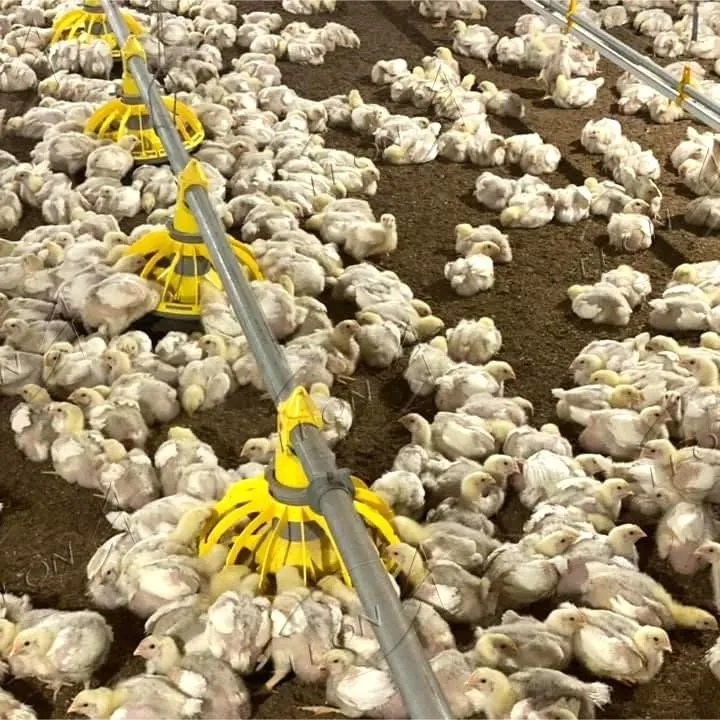 Fast Growth, Premium Yield: LEON Automatic Broiler Ground Raising Solution price Fast Growth, Premium Yield: LEON Automatic Broiler Ground Raising Solution price