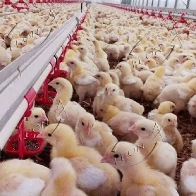 Fast Growth, Superior FCR: LEON Modern Broiler Ground Raising System best