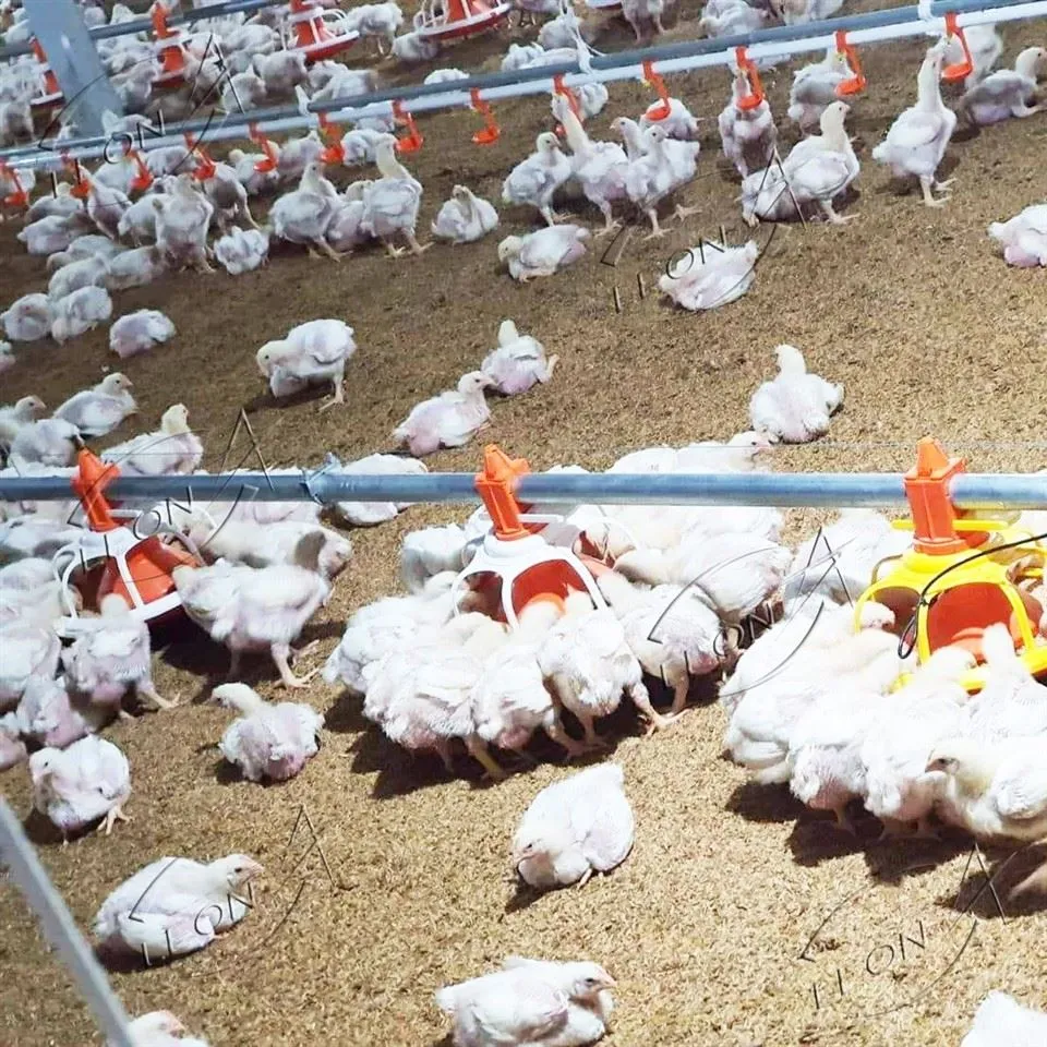 Fast Growth, Superior FCR: LEON Modern Broiler Ground Raising System suppliers