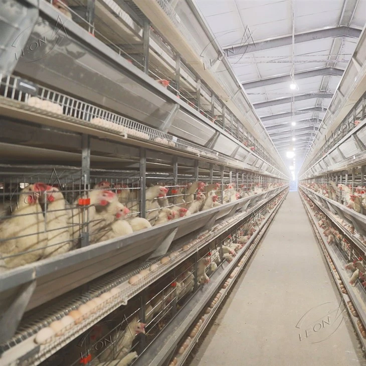 Fully Automatic H-Type Layer Battery Cage