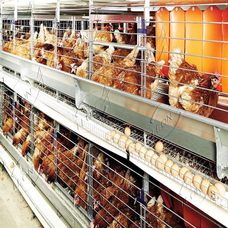 Fully Automatic H-Type Layer Battery Cage suppliers Fully Automatic H-Type Layer Battery Cage suppliers