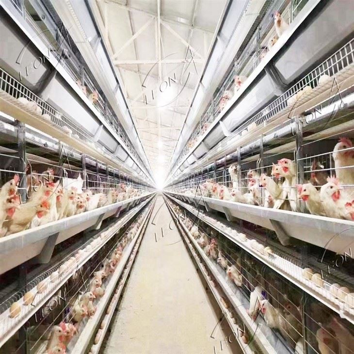 Fully Automatic H-type Layer Chicken Cage System For Commercial Poultry Farming best Fully Automatic H-type Layer Chicken Cage System For Commercial Poultry Farming best