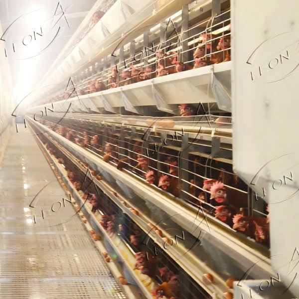 Fully Automatic H-type Layer Chicken Cage System For Commercial Poultry Farming