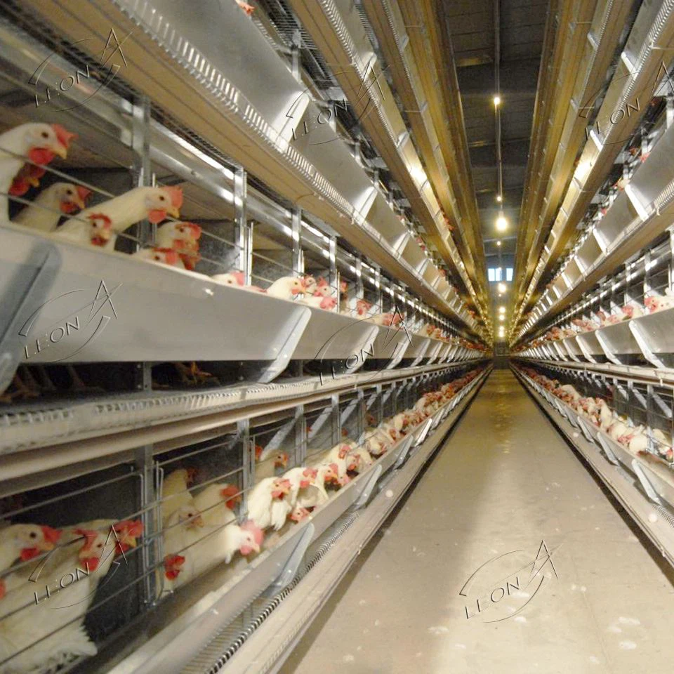 Good Quality H Type Layer Chicken Cage Poultry Farming