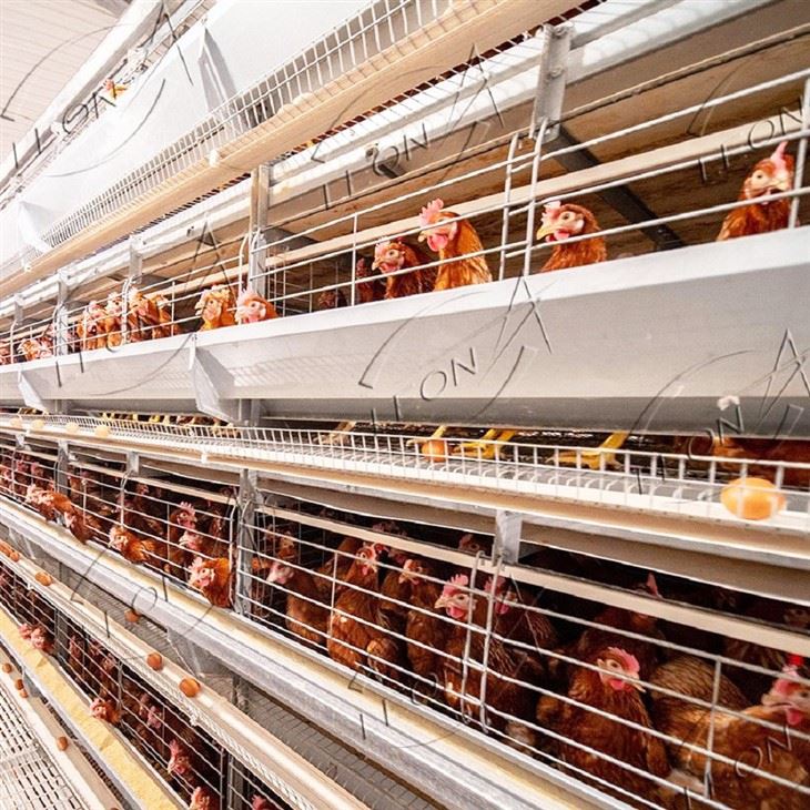 H-Type Automated Layer Cage System