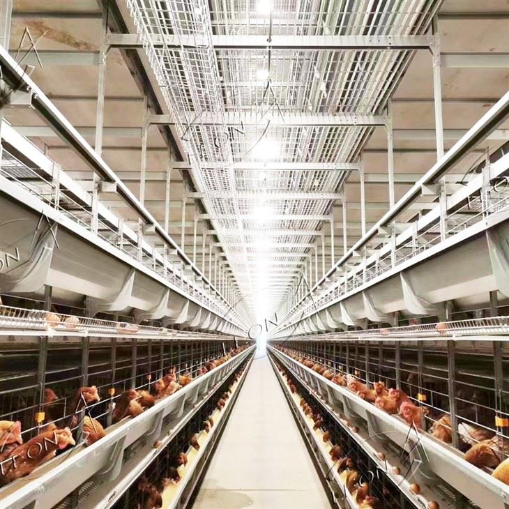 H-Type Automated Layer Cage System best H-Type Automated Layer Cage System best