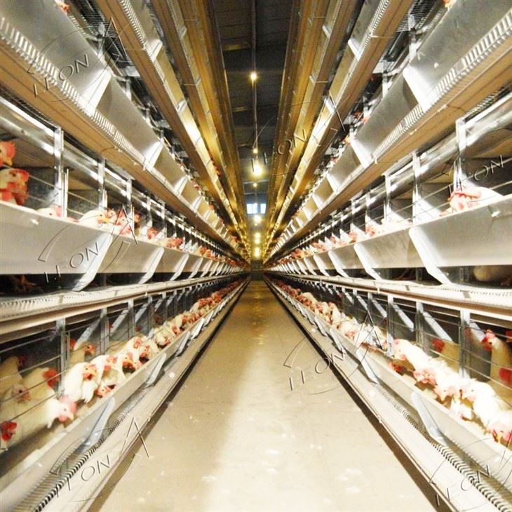 H-Type Automated Layer Cage System price H-Type Automated Layer Cage System price