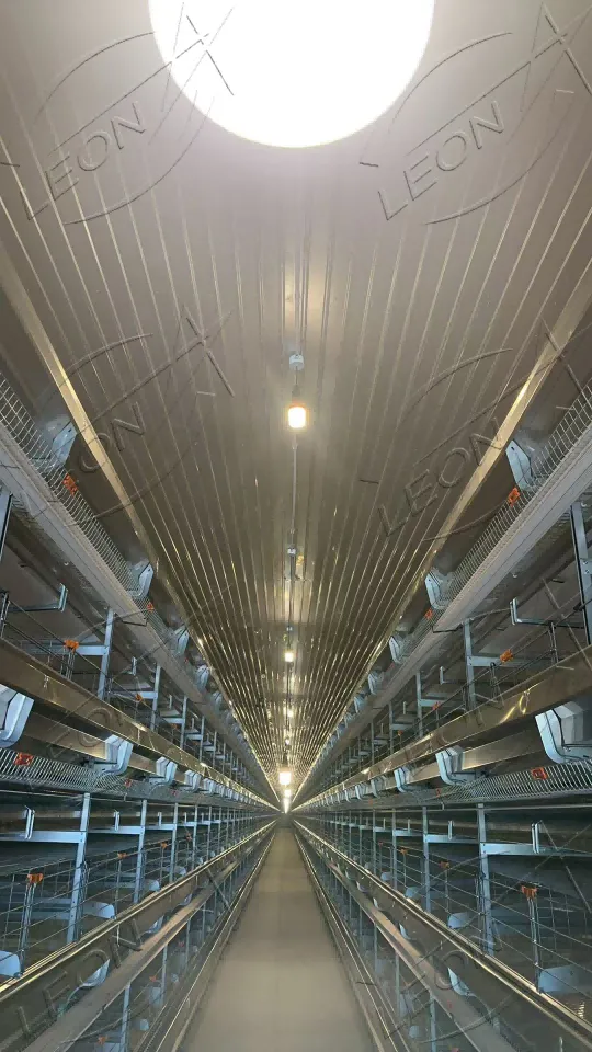 H-Type Chain Automated Cage System For Layers factory