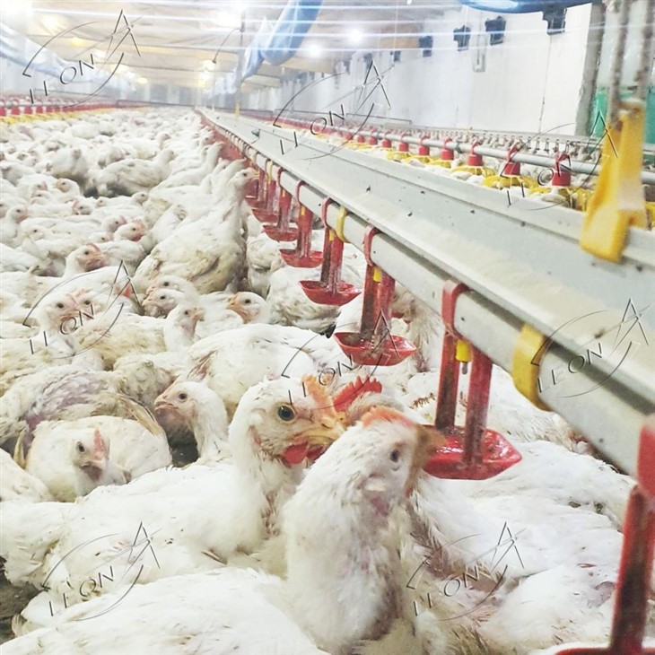 High-Efficiency Broiler Floor Rearing Equipment System suppliers