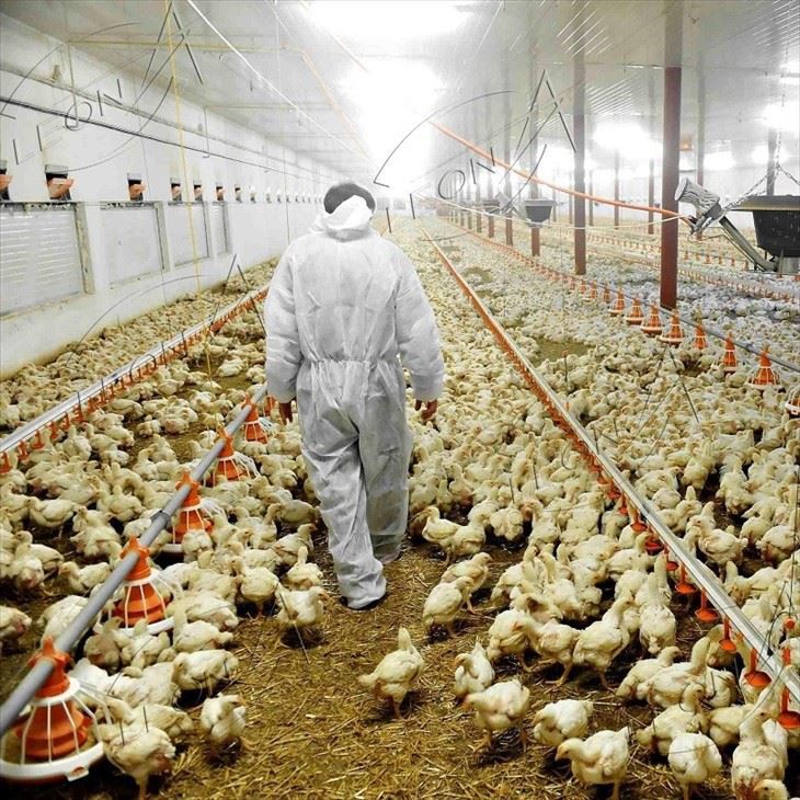 High-Efficiency Broiler Floor Rearing Equipment System factory