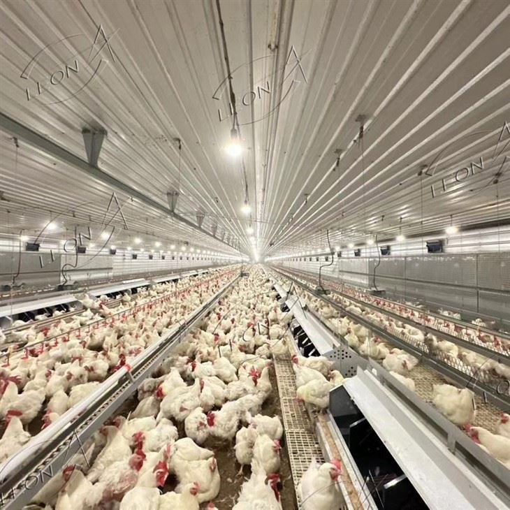 LEON Modern Breeder Floor Raising System high quality