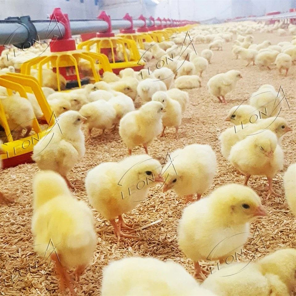 Lock in Your FCR: Automated Feeding Broiler Ground Raising System price