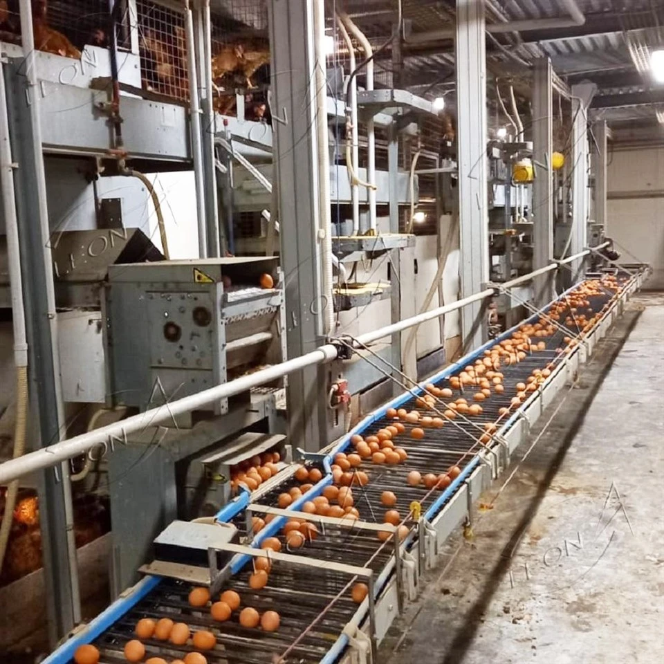 Long Life H Type Cage System For Layers factory Long Life H Type Cage System For Layers factory