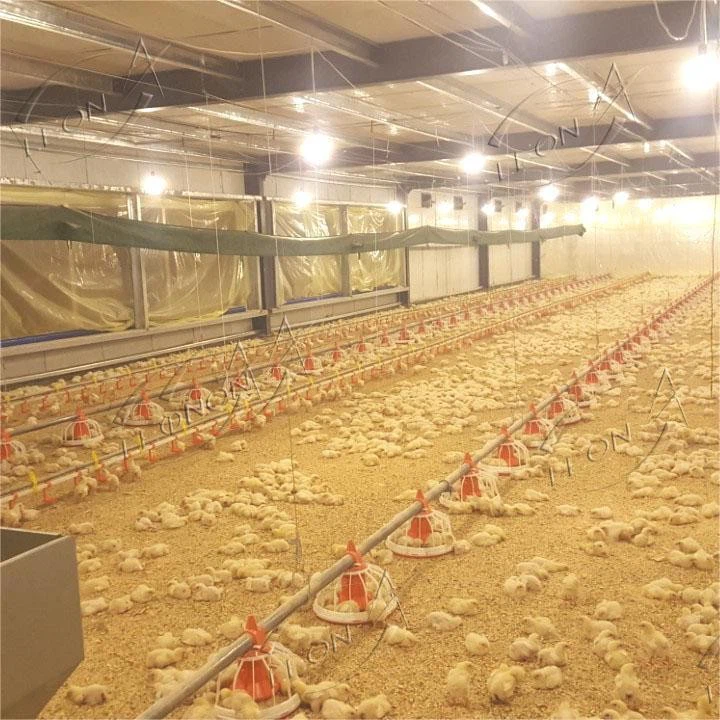 Low CapEx, Rapid ROI: LEON Broiler Ground Raising System factory