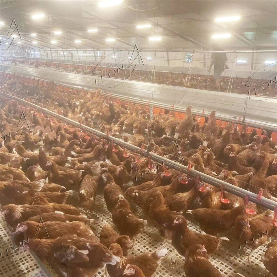 Maximize Fertility, Zero Floor Eggs: LEON Advanced Breeder Raising System suppliers